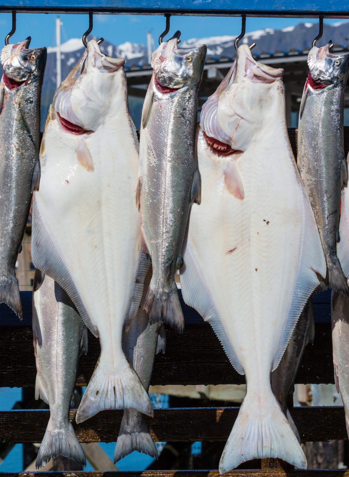 Fresh caught fish in Ninilchik, Alaska, USA
